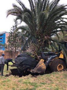 Read more about the article Los Almendros: giving trees a new home