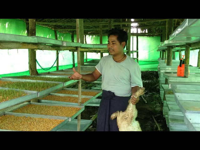 Pastos verdes en Myanmar