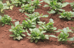 agroecología África Sichem